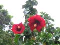 hibiscus - dark red twin flowers