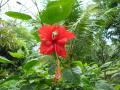 Hibiscus rosa-sinensis