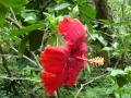 hibiscus vivid red flower