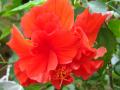 red hibiscus flower