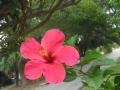 hibiscus - ruby rose flower