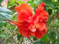 orange-red hibiscus flower