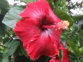 giant hibiscus flower