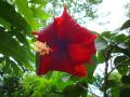 hibiscus flower