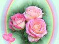 pink roses