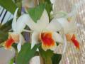 Dendrobium draconis