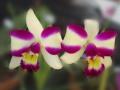 Fondo Orquídea exótica