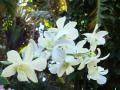 Orquídeas Dendrobium - color blanca