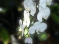 Phalaenopsis amabilis