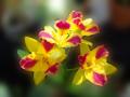 Potinara Burana Beauty 'Burana'