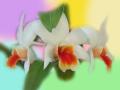 Fondo Orquídea exótica - Dendrobium