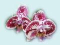 Two Beautiful Orchids Wallpaper - 1024x768px