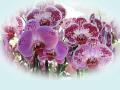 Beautiful Pink Orchids Wallpaper - 1024x768px