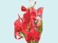 Fondo Orquídea roja