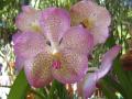 Orquídea