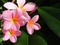 Plumeria