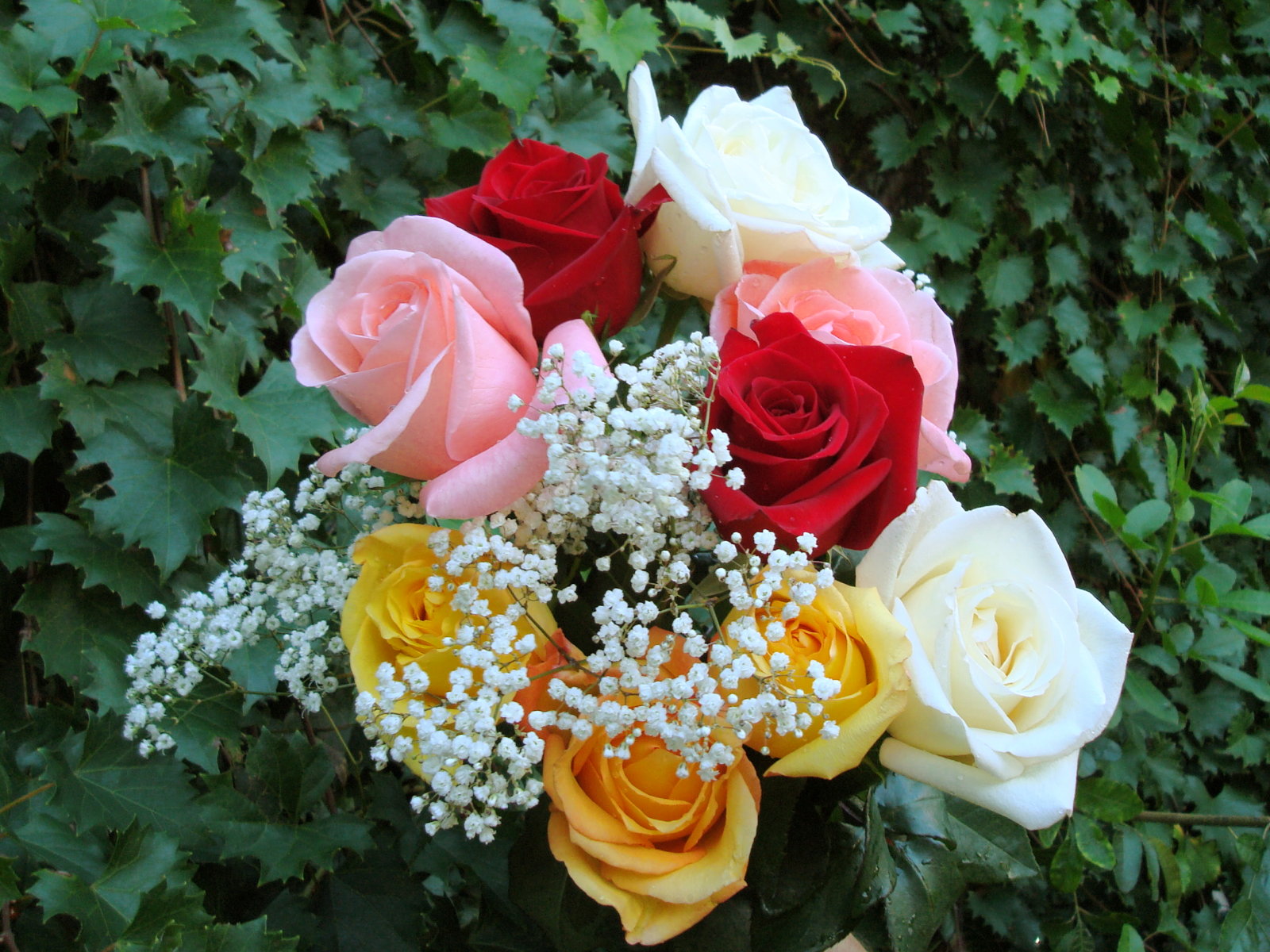 Roses Bouquets Wallpapers