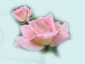 Two Pink Roses Wallpaper 1024x768px