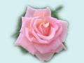 Pink Roses Wallpapers