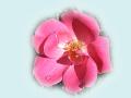 Pink Roses Wallpapers