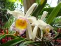Orquídea exótica