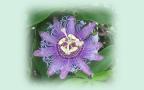 Exotic Flowers