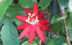 Exotic Flowers