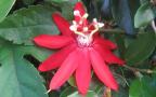 Exotic Flowers