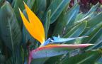 crane flower