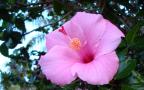 pink hibiscus
