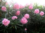 pink oleander