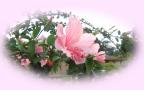 pink hibiscus