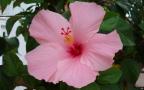 pink hibiscus