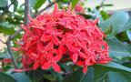red ixora