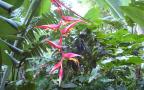 tropical flower